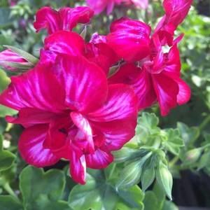 Meet your Posher, Maria